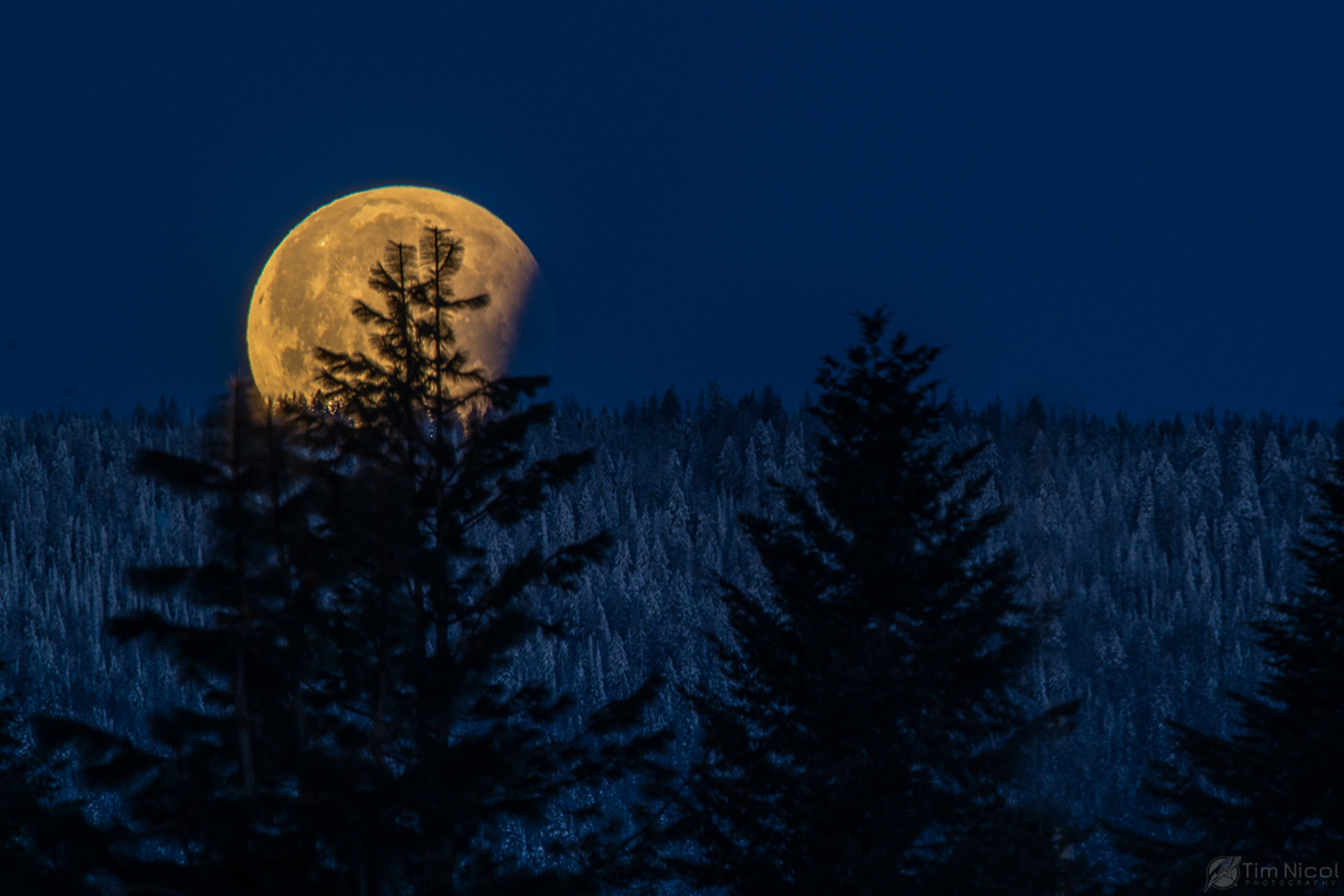 Setting Moon | Shutterbug